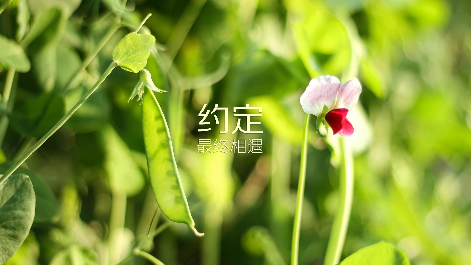 法甲亮点不断，精彩进球和精彩扑救令人目不转睛，法甲 经典比赛