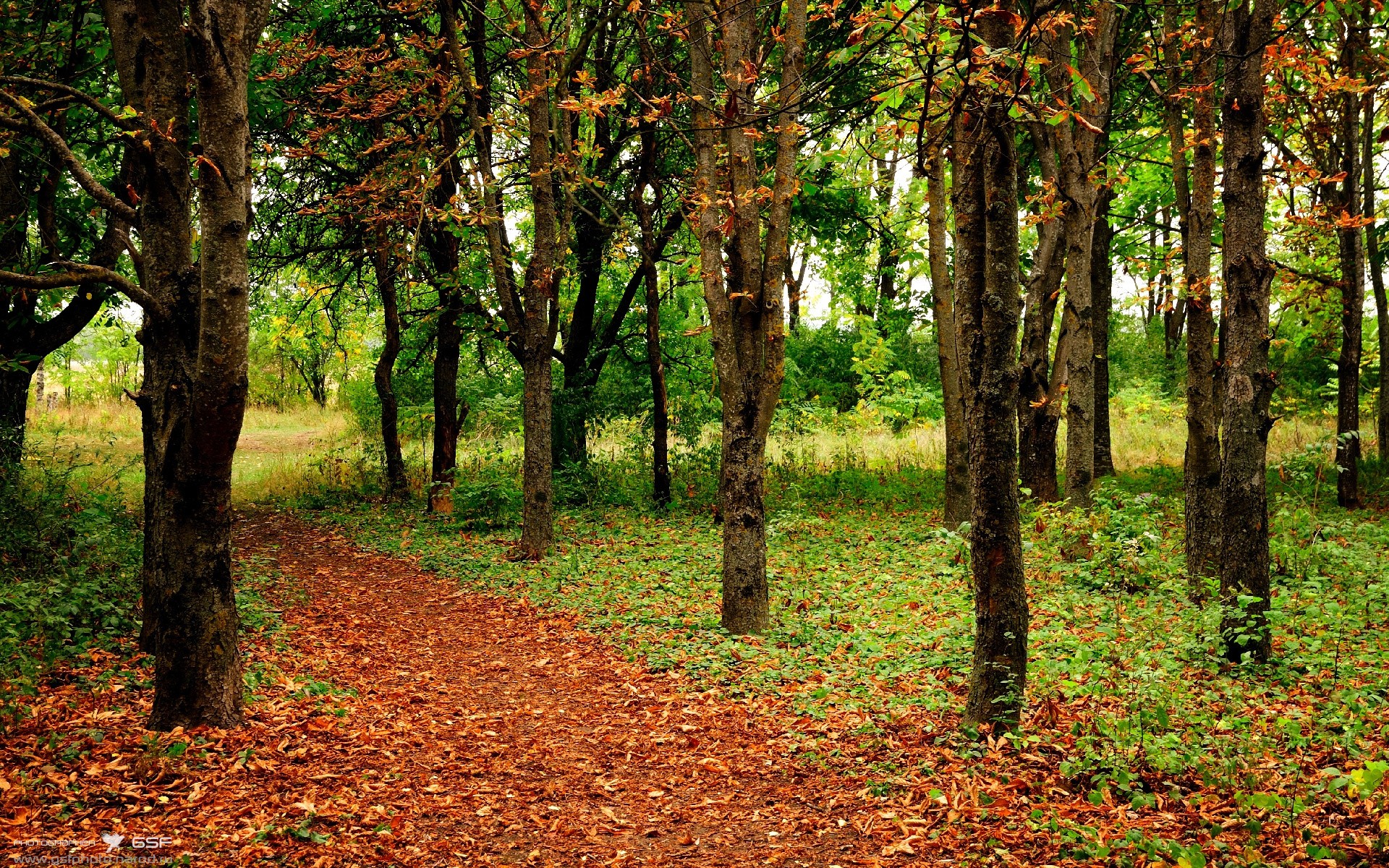 英国男子4×200米自由泳接力刷新赛会纪录,4×200米自由泳接力决赛